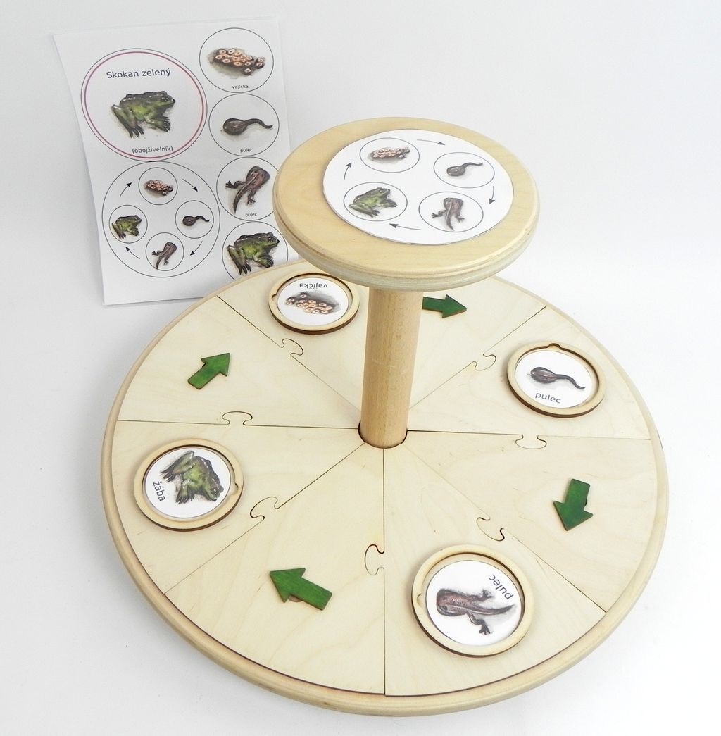 Kolečka – vývoj pavouka