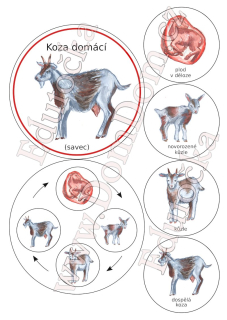Kolečka – vývoj kozy