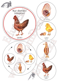 Kolečka – vývoj slepice